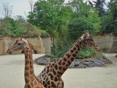 149 BIO PARC DE DOUE LA FONTAINE 2- 2016_000020